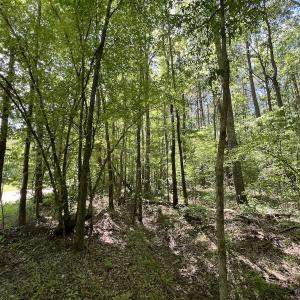 Photo #21 of Off Briston Brown Road, Littleton, NC 18.8 acres