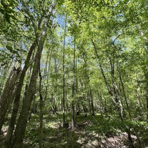 Photo #22 of Off Briston Brown Road, Littleton, NC 18.8 acres