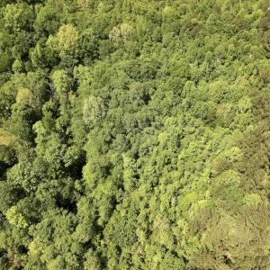 Photo #23 of Off Briston Brown Road, Littleton, NC 18.8 acres