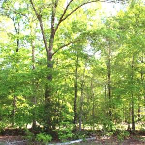 Photo #11 of Off Medoc Mountain Road, Hollister, NC 2.6 acres