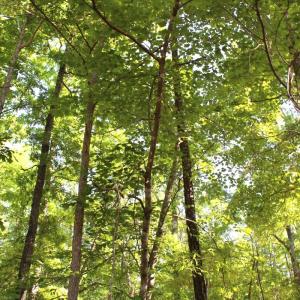 Photo #12 of Off Medoc Mountain Road, Hollister, NC 2.6 acres