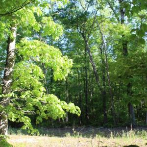 Photo #13 of Off Medoc Mountain Road, Hollister, NC 2.6 acres