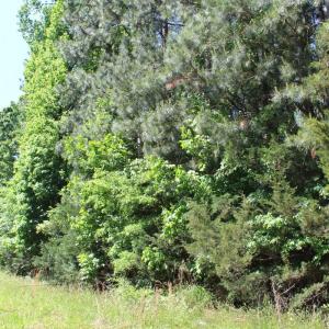 Photo #17 of Off Sims Bridge Road, Kittrell, NC 1.4 acres