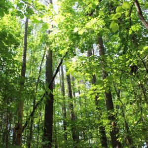 Photo #20 of Off Sims Bridge Road, Kittrell, NC 1.4 acres