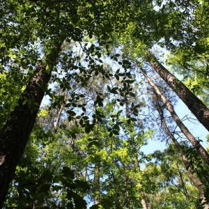 Photo #21 of Off Sims Bridge Road, Kittrell, NC 1.4 acres