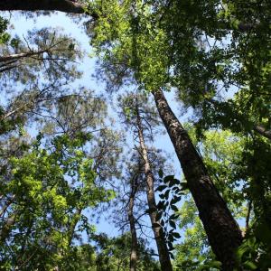 Photo #22 of Off Sims Bridge Road, Kittrell, NC 1.4 acres