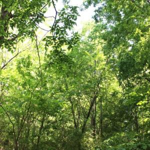 Photo #23 of Off Sims Bridge Road, Kittrell, NC 1.4 acres