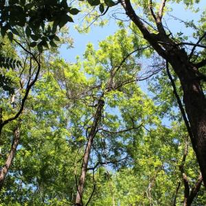 Photo #24 of Off Sims Bridge Road, Kittrell, NC 1.4 acres
