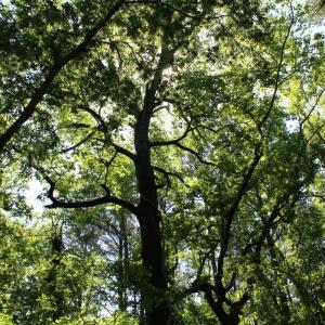 Photo #25 of Off Sims Bridge Road, Kittrell, NC 1.4 acres