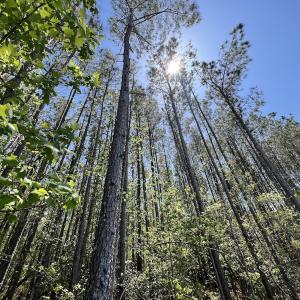 Photo #27 of Off Holly Oak Drive, Blounts Creek, NC 3.7 acres