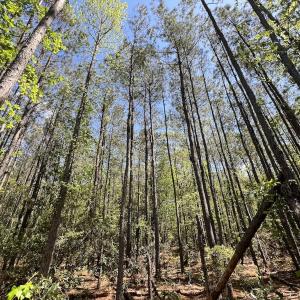 Photo #28 of Off Holly Oak Drive, Blounts Creek, NC 3.7 acres