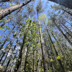 Photo #29 of Off Holly Oak Drive, Blounts Creek, NC 3.7 acres