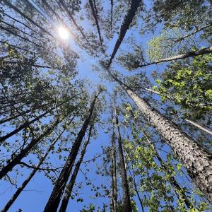 Photo #30 of Off Holly Oak Drive, Blounts Creek, NC 3.7 acres
