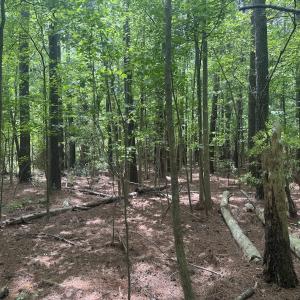 Photo #17 of 2692 Pleasant Hope Rd, Fairmont, NC 5.0 acres