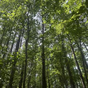 Photo #18 of 2692 Pleasant Hope Rd, Fairmont, NC 5.0 acres