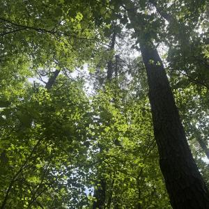 Photo #20 of 2692 Pleasant Hope Rd, Fairmont, NC 5.0 acres