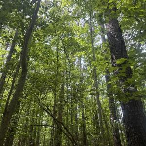 Photo #24 of 2692 Pleasant Hope Rd, Fairmont, NC 5.0 acres