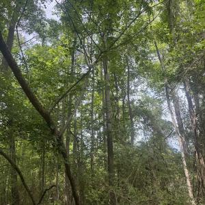 Photo #25 of 2692 Pleasant Hope Rd, Fairmont, NC 5.0 acres