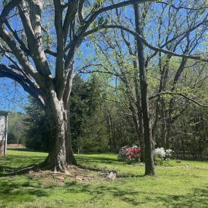 Photo #20 of 900 Buffalo Creek Rd, Buffalo Junction, VA 29.0 acres