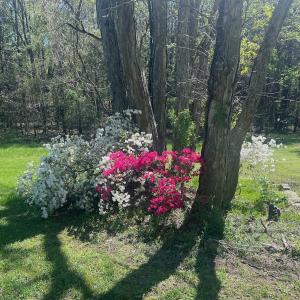 Photo #21 of 900 Buffalo Creek Rd, Buffalo Junction, VA 29.0 acres