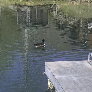 Photo #71 of 1504 Hutchison Rd. New Castle, VA, New Castle , VA 89.0 acres