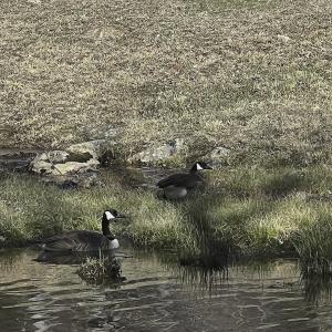 Photo #73 of 1504 Hutchison Rd. New Castle, VA, New Castle , VA 89.0 acres