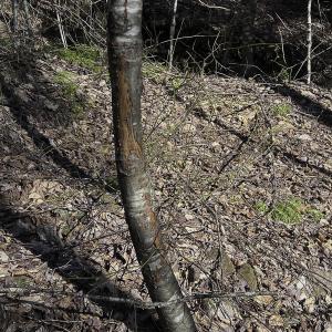 Photo #76 of 1504 Hutchison Rd. New Castle, VA, New Castle , VA 89.0 acres