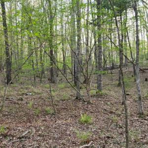 Photo #21 of 1120 Sam Snead Highway, Hot Springs, VA 23.6 acres