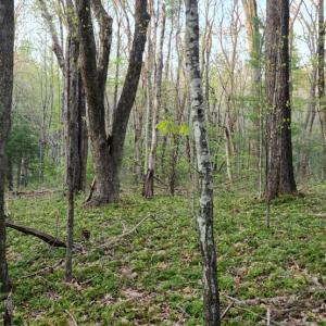 Photo #25 of 1120 Sam Snead Highway, Hot Springs, VA 23.6 acres