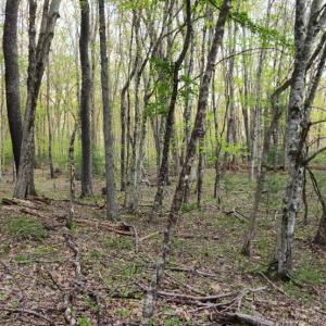 Photo #29 of 1120 Sam Snead Highway, Hot Springs, VA 23.6 acres