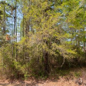 Photo #5 of Off Read Street, Laurinburg, NC 0.4 acres