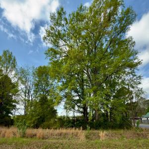 Photo #1 of Off Hall Street, Laurinburg, NC 0.4 acres