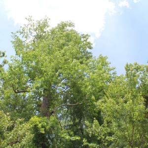 Photo #17 of Off Wiley Gaskins Road, Grifton, NC 1.1 acres