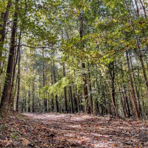 Photo #14 of Womack Rd. , Broadway, NC 715.9 acres