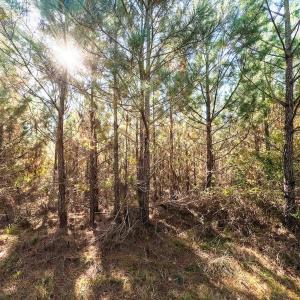 Photo #24 of Womack Rd. , Broadway, NC 715.9 acres