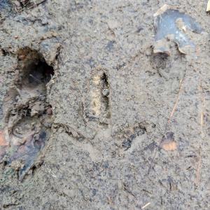 Photo #25 of Womack Rd. , Broadway, NC 715.9 acres