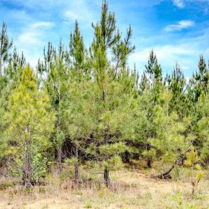 Photo #26 of Womack Rd. , Broadway, NC 715.9 acres