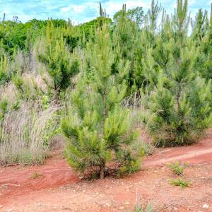 Photo #8 of Womack Rd. , Broadway, NC 715.9 acres