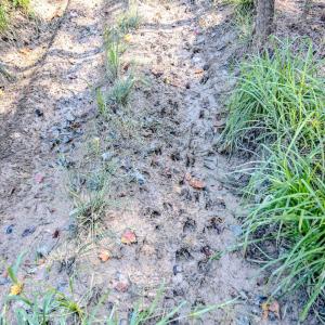 Photo #13 of Womack Rd. , Broadway, NC 715.9 acres