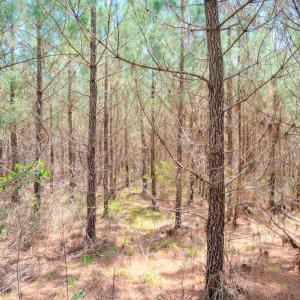 Photo #43 of Womack Rd. , Broadway, NC 715.9 acres