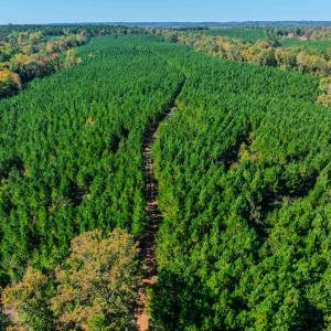 Photo #71 of Womack Rd. , Broadway, NC 715.9 acres