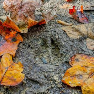 Photo #75 of Womack Rd. , Broadway, NC 715.9 acres