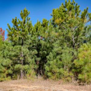 Photo #82 of Womack Rd. , Broadway, NC 715.9 acres