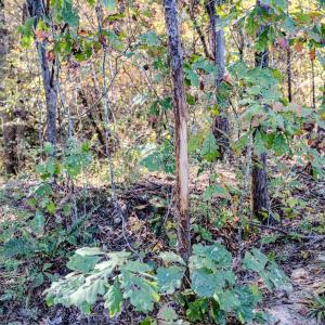 Photo #83 of Womack Rd. , Broadway, NC 715.9 acres