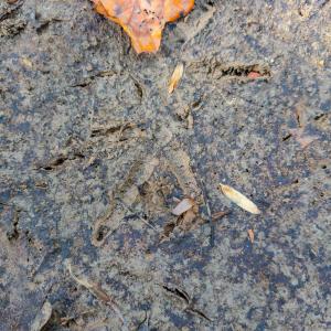 Photo #89 of Womack Rd. , Broadway, NC 715.9 acres