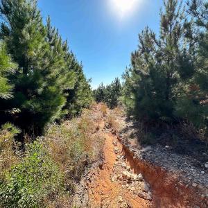 Photo #90 of Womack Rd. , Broadway, NC 715.9 acres