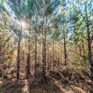 Photo #92 of Womack Rd. , Broadway, NC 715.9 acres