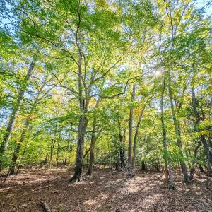 Photo #94 of Womack Rd. , Broadway, NC 715.9 acres