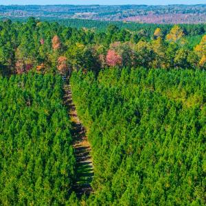 Photo #104 of Womack Rd. , Broadway, NC 715.9 acres