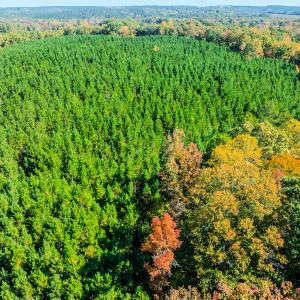 Photo #101 of Womack Rd. , Broadway, NC 715.9 acres